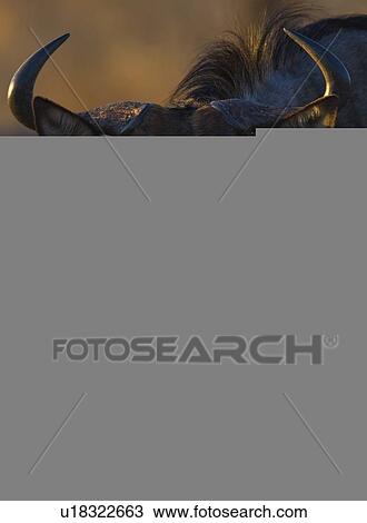 Stock Image - Close up of Blue Wildebeest (Brindled Gnu), Greater Kruger National Park, South Africa. Fotosearch