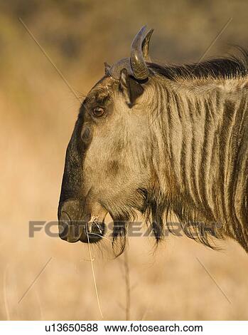 Close up of Blue Wildebeest (Brindled Gnu), Greater Kruger National Park, South Africa View Large Photo Image Stock Photo - Close up of Blue Wildebeest (Brindled Gnu), Greater Kruger National Park, South Africa. Fotosearch