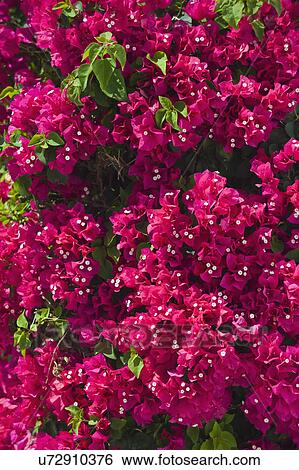 Close up of bougainvillea flowers View Large Photo Image Stock Photograph - Close up of bougainvillea flowers. Fotosearch