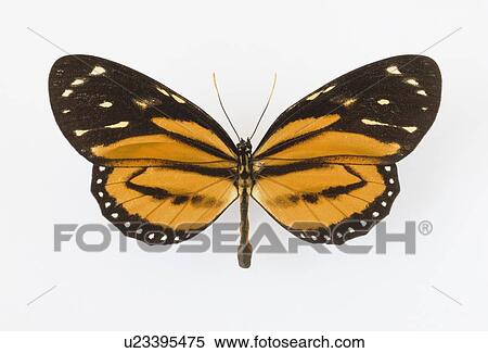 Close up of butterfly View Large Photo Image Stock Photography - Close up of butterfly. Fotosearch