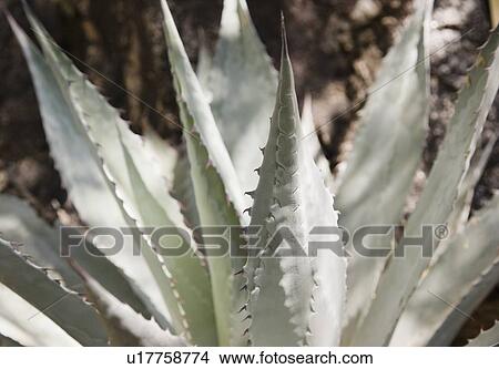 Close up of cactus View Large Photo Image Picture - Close up of cactus. Fotosearch