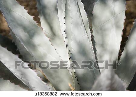 Stock Image - Close up of cactus. Fotosearch