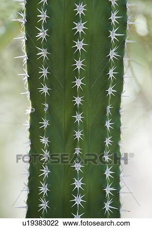 Stock Image - Close up of cactus. Fotosearch