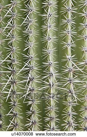 Close up of cactus View Large Photo Image Stock Photo - Close up of cactus. Fotosearch