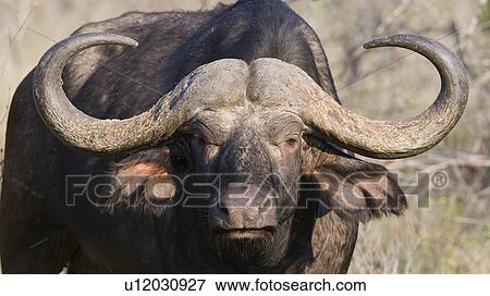 Close up of Cape Buffalo, Greater Kruger National Park, South Africa View Large Photo Image Stock Photo - Close up of Cape Buffalo, Greater Kruger National Park, South Africa. Fotosearch