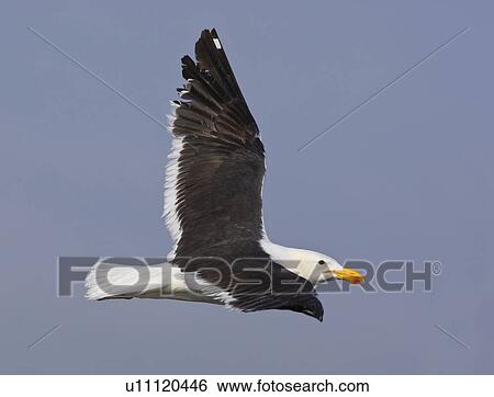 Stock Photograph - Close up of Cape Gull in flight, Namibia, Africa. Fotosearch