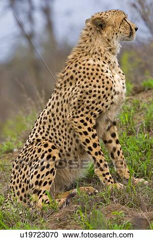 Stock Image - Close up of cheetah, Greater Kruger National Park, South Africa. Fotosearch