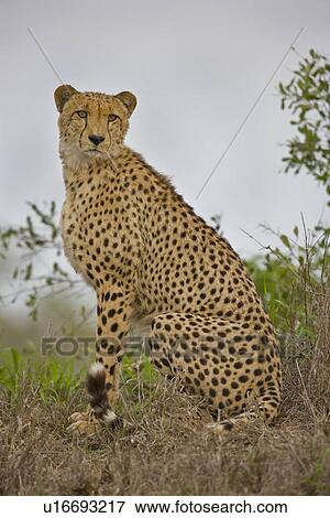 Close up of cheetah, Greater Kruger National Park, South Africa View Large Photo Image Stock Photo - Close up of cheetah, Greater Kruger National Park, South Africa. Fotosearch