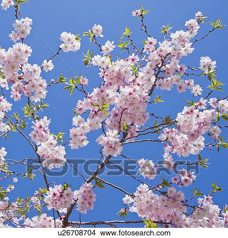 Close up of cherry blossoms View Large Photo Image Picture - Close up of cherry blossoms. Fotosearch