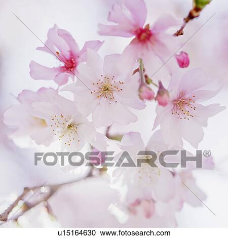 Stock Image - Close up of cherry blossoms. Fotosearch