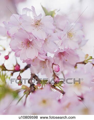 Stock Photo - Close up of cherry blossoms. Fotosearch