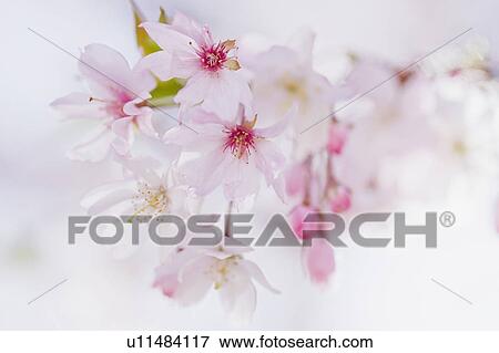 Stock Photo - Close up of cherry blossoms. Fotosearch