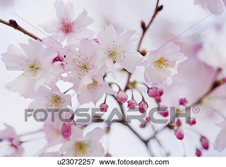 Close up of cherry blossoms View Large Photo Image Stock Photo - Close up of cherry blossoms. Fotosearch