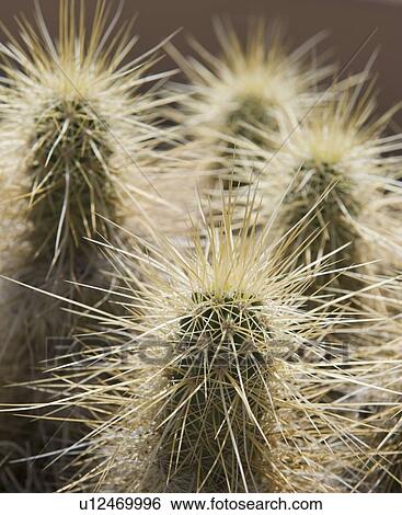 Stock Photograph - Close up of Cholla Cactus. Fotosearch