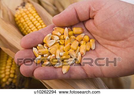 Picture - Close up of corn kernels in man’s hand. Fotosearch