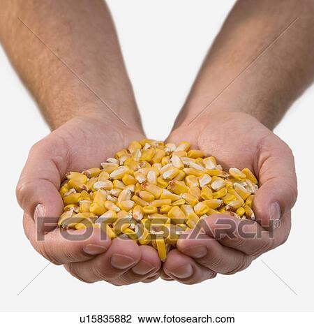 Stock Image - Close up of corn kernels in man’s hands. Fotosearch