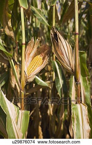 Picture - Close up of corn on stalks. Fotosearch