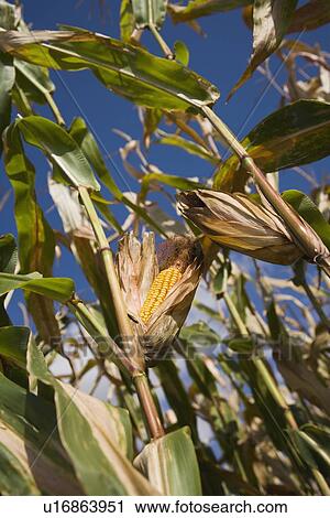 Close up of corn on stalks View Large Photo Image Stock Image - Close up of corn on stalks. Fotosearch