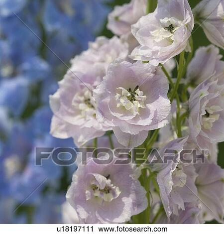 Stock Image - Close up of delicate flowers. Fotosearch