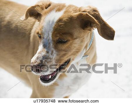 Close up of dog View Large Photo Image Stock Photo - Close up of dog. Fotosearch