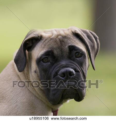 Stock Photograph - Close up of dog’s face. Fotosearch