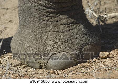 Close up of elephant foot View Large Photo Image Stock Photograph - Close up of elephant foot. Fotosearch