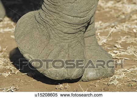 Close up of elephant foot View Large Photo Image Stock Photography - Close up of elephant foot. Fotosearch