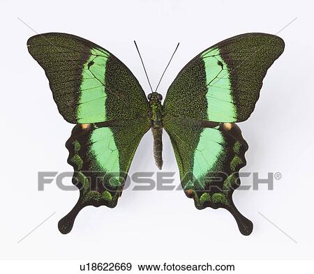 Stock Photo - Close up of Emerald Swallowtail butterfly. Fotosearch