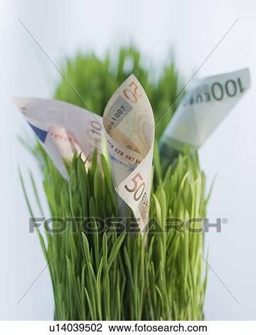 Close up of euros in grass View Large Photo Image Stock Image - Close up of euros in grass. Fotosearch
