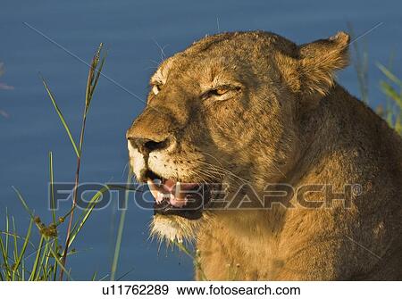 Close up of female lion, Greater Kruger National Park, South Africa View Large Photo Image Stock Photo - Close up of female lion, Greater Kruger National Park, South Africa. Fotosearch