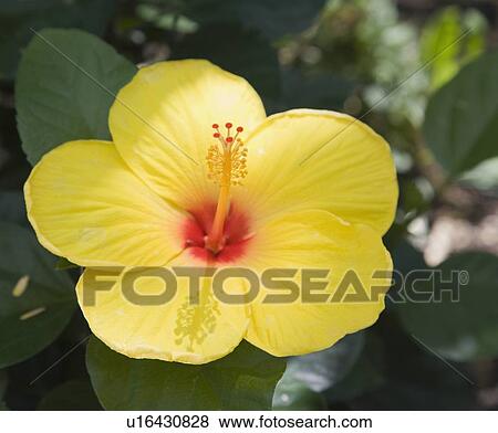 Stock Photo - Close up of flower. Fotosearch