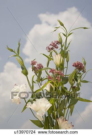Picture - Close up of flowers against sky. Fotosearch