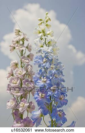 Close up of flowers against sky View Large Photo Image Stock Image - Close up of flowers against sky. Fotosearch