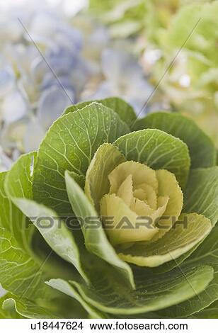 Picture - Close up of flowers and plant. Fotosearch