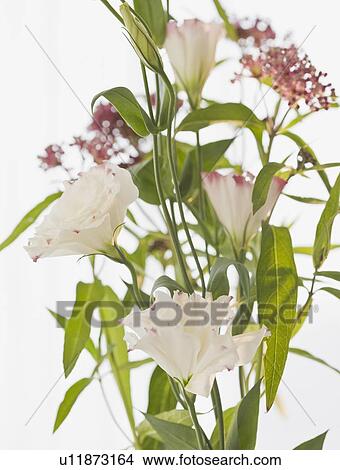 Picture - Close up of flowers. Fotosearch