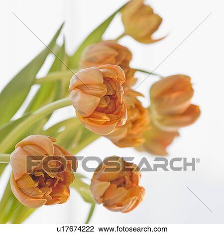 Stock Image - Close up of flowers. Fotosearch