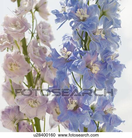 Stock Image - Close up of flowers. Fotosearch