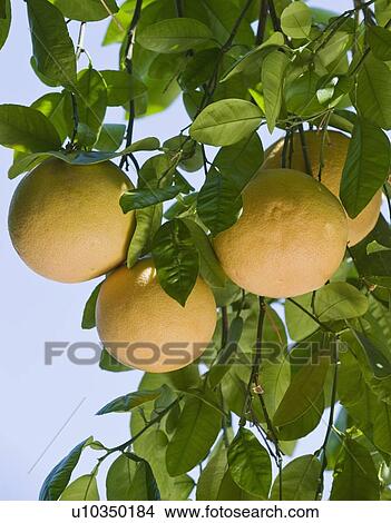 Close up of grapefruit on tree View Large Photo Image Picture - Close up of grapefruit on tree. Fotosearch