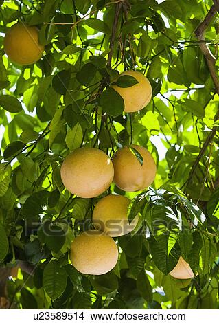 Picture - Close up of grapefruit on tree. Fotosearch