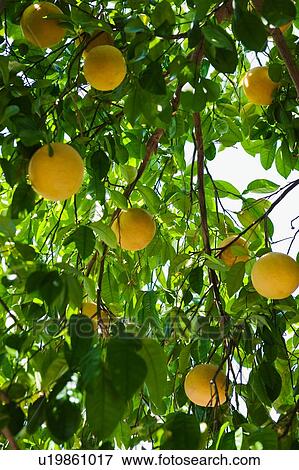 Stock Photo - Close up of grapefruit on tree. Fotosearch