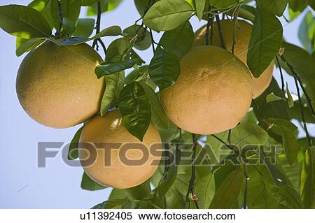 Stock Photography - Close up of grapefruit on tree. Fotosearch