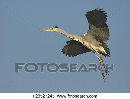 Close up of Grey Heron in flight, Marievale Bird Sanctuary, South Africa View Large Photo Image Stock Photography - Close up of Grey Heron in flight, Marievale Bird Sanctuary, South Africa. Fotosearch