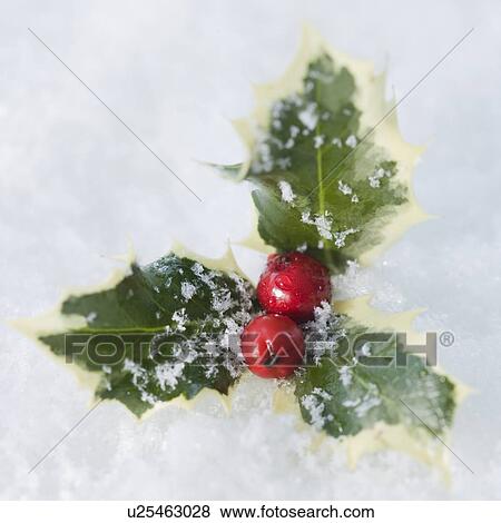 Stock Photo - Close up of holly in snow. Fotosearch