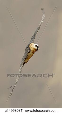 Stock Photo - Close up of Lammergeier (Bearded Vulture) in flight, Drakensberg Mountain Range, South Africa. Fotosearch