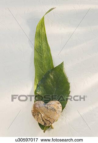 Close up of leaves and stone heart View Large Photo Image Stock Photo - Close up of leaves and stone heart. Fotosearch