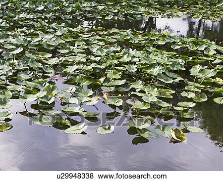 Close up of leaves in water View Large Photo Image Stock Photo - Close up of leaves in water. Fotosearch