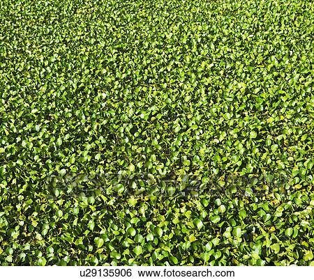 Stock Photograph - Close up of leaves. Fotosearch
