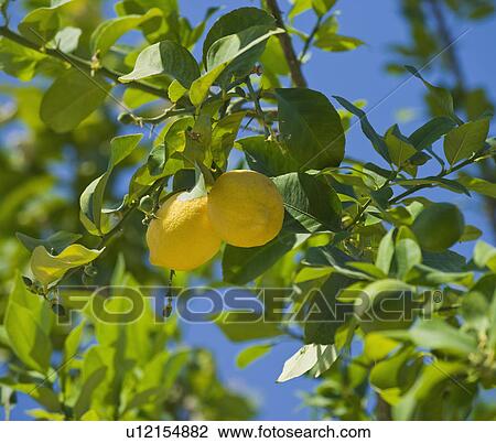 Stock Image - Close up of lemons on tree. Fotosearch
