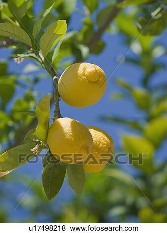 Close up of lemons on tree View Large Photo Image Stock Photo - Close up of lemons on tree. Fotosearch