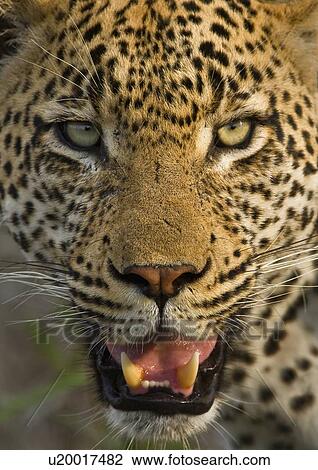 Close up of Leopard, Greater Kruger National Park, South Africa View Large Photo Image Stock Image - Close up of Leopard, Greater Kruger National Park, South Africa. Fotosearch